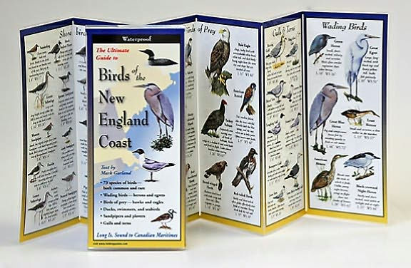 Birds of the New England Coast