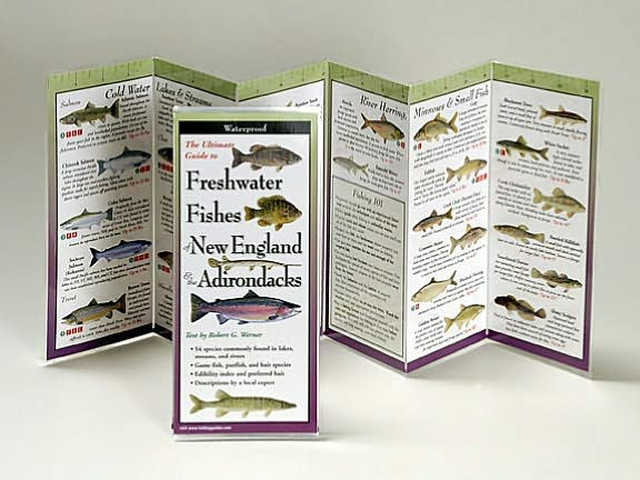 Freshwater Fishes of Northeast