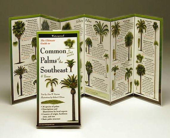 Common Palms of the Southeast & Texas