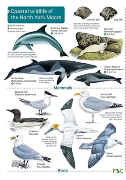 Coastal wildlife of the North York Moors