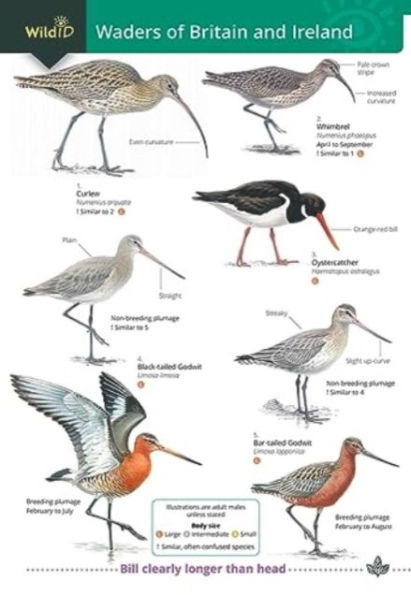 Wader of Britain and Ireland