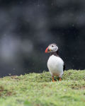 Alternative view 2 of Puffins