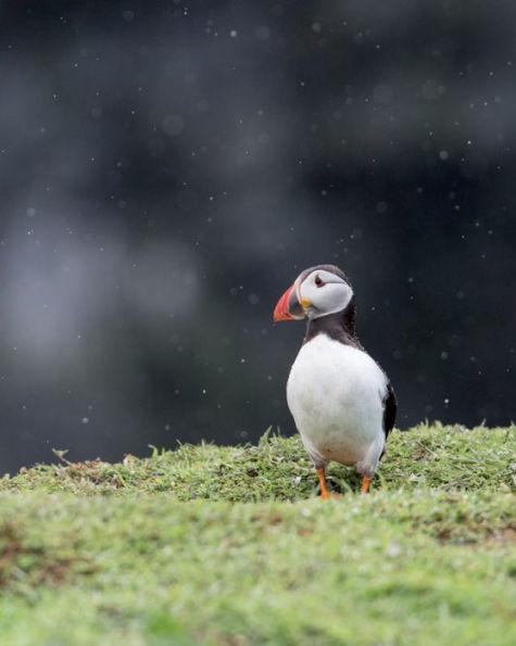 Puffins