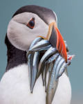 Alternative view 3 of Puffins