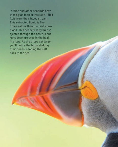 Puffins