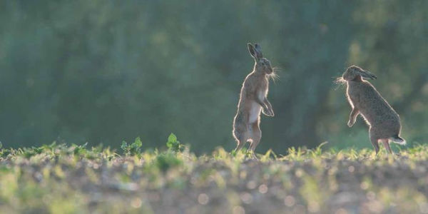 The Hare Book