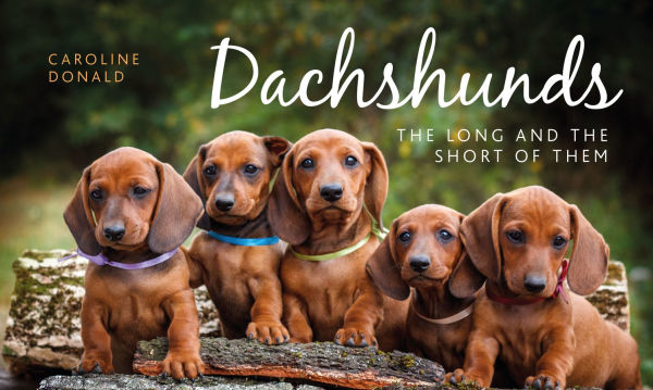 Dachshunds: The Long and the Short of Them