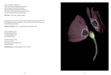 Alternative view 9 of The Star-Nosed Mole: An Anthology of Scented Garden Writing