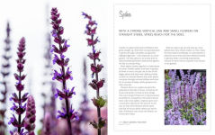Alternative view 4 of Brilliant & Wild: A Garden from Scratch in a Year