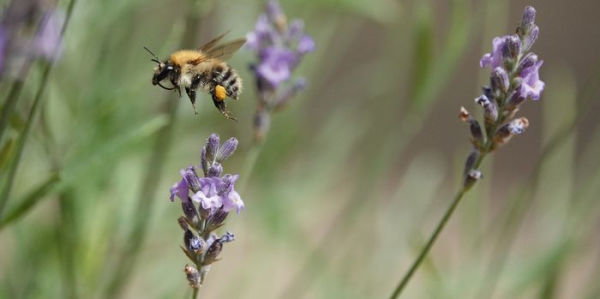 The Bee Book