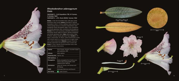 Rhododendron Dissected: Flora in Close-up