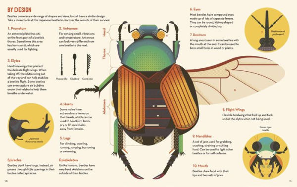 Bonkers About Beetles