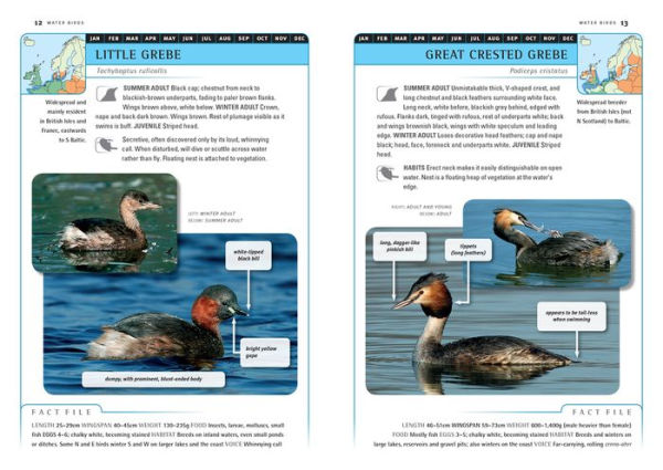 Identification Guide to Birds of Britain & Northern Europe