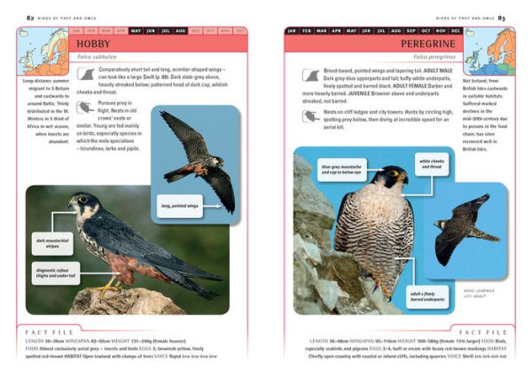 Identification Guide to Birds of Britain & Northern Europe