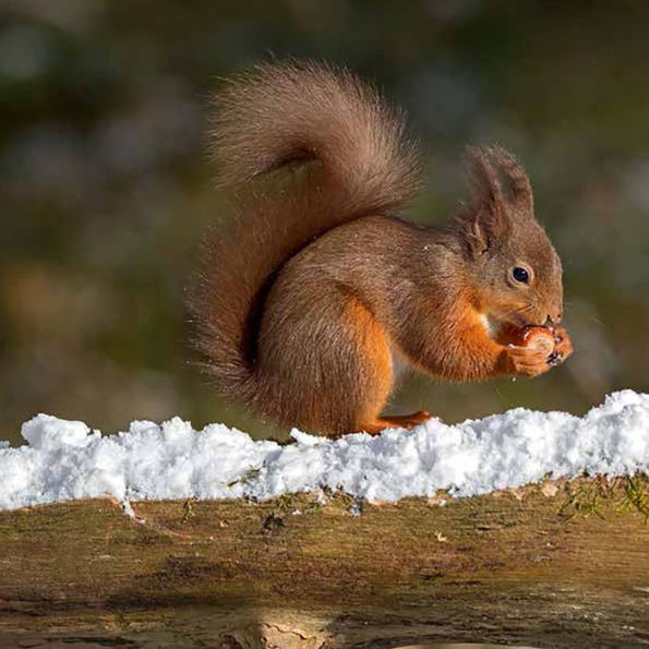 The Red Squirrel Book