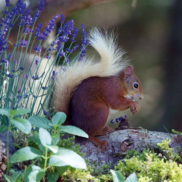 The Red Squirrel Book