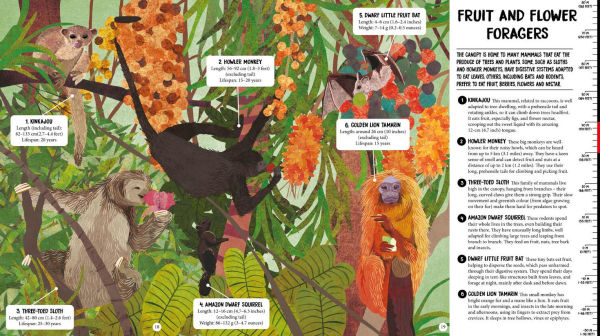 All the Way Down: Amazon Rainforest
