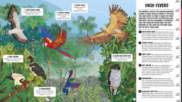 All the Way Down: Amazon Rainforest