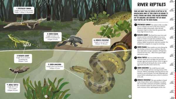 All the Way Down: Amazon Rainforest