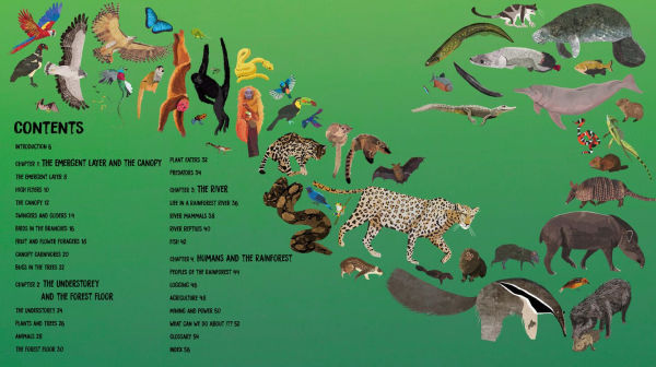 All the Way Down: Amazon Rainforest