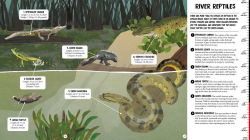 Alternative view 9 of All the Way Down: Amazon Rainforest