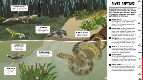 All the Way Down: Amazon Rainforest