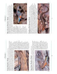 Alternative view 2 of A Naturalist's Guide to the Lizards of Australia