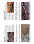 Alternative view 3 of A Naturalist's Guide to the Lizards of Australia