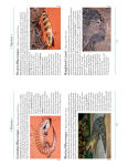 Alternative view 5 of A Naturalist's Guide to the Lizards of Australia