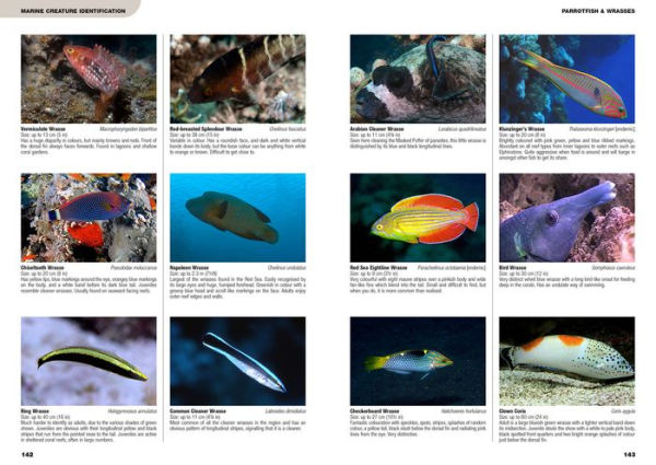 An Underwater Guide to the Red Sea