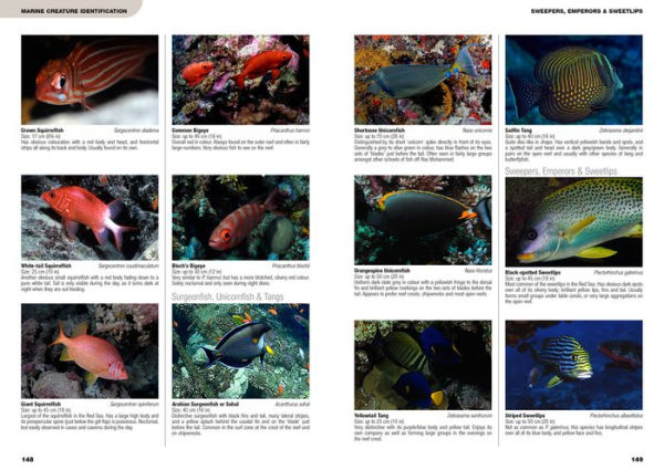 An Underwater Guide to the Red Sea