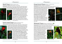 Alternative view 3 of A Naturalist's Guide to the Birds of Borneo