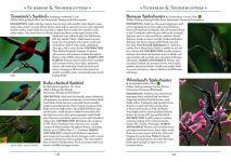 Alternative view 5 of A Naturalist's Guide to the Birds of Borneo