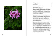 Alternative view 11 of A Floral Feast: A Guide to Growing and Cooking with Edible Flowers, Foliage, Herbs and Seeds