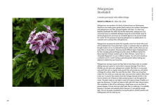 Alternative view 22 of A Floral Feast: A Guide to Growing and Cooking with Edible Flowers, Foliage, Herbs and Seeds