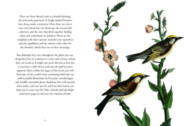 The Wisdom of Birds: Essential Life Lessons for Positivity and Grace