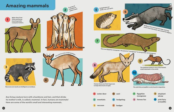 Spring Street Discover: Animals