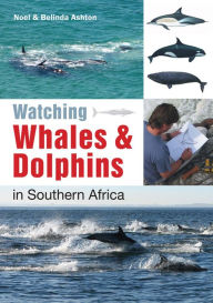 Title: Watching Whales & Dolphins in Southern Africa, Author: Noel Ashton