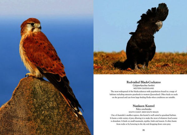Australian Birds in Pictures