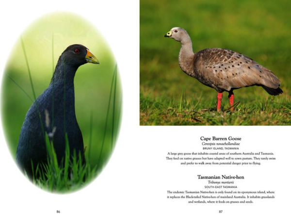 Australian Birds in Pictures