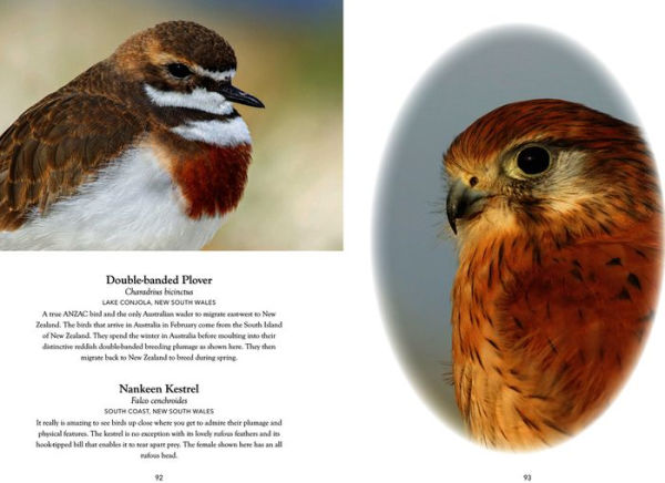Australian Birds in Pictures