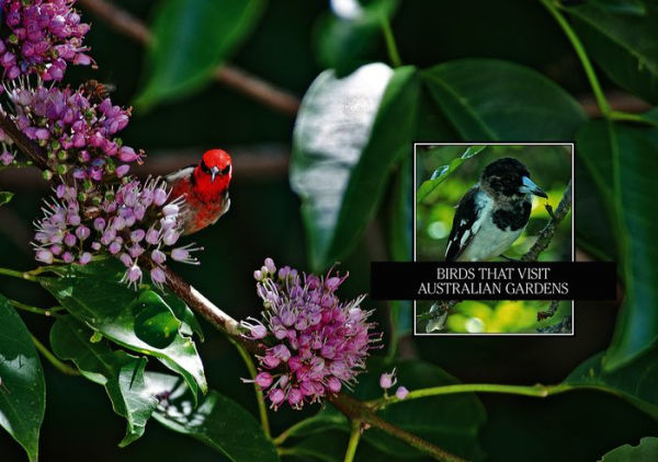 Green Guide: Garden Birds of Australia