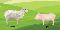 Alternative view 4 of First Words: Farm