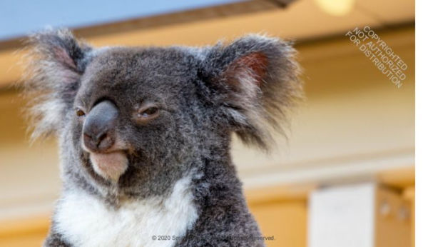 This Book is Literally Just Pictures of Animals Silently Judging You