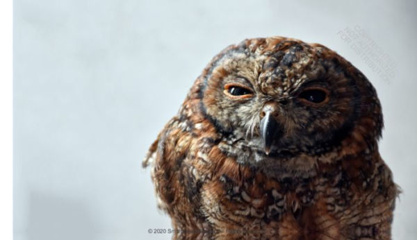 This Book is Literally Just Pictures of Animals Silently Judging You