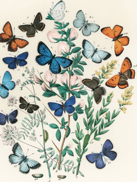Butterflies