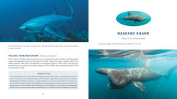 Alternative view 2 of Diving With Sharks