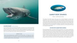 Alternative view 3 of Diving With Sharks