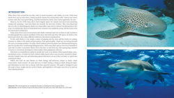 Alternative view 4 of Diving With Sharks