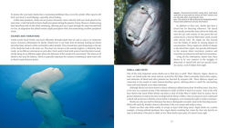 Alternative view 5 of Diving With Sharks